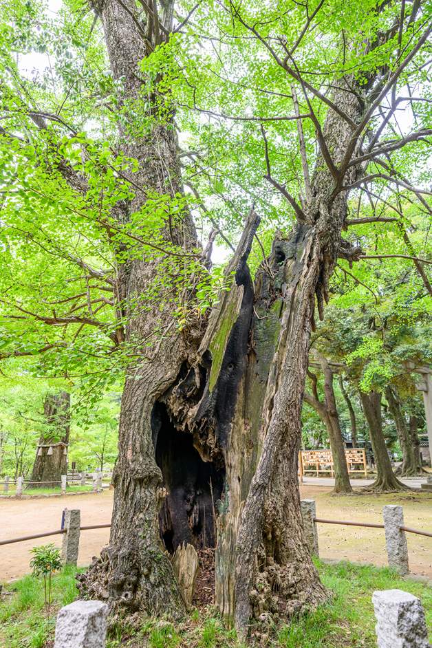 焦げた跡が残る推定樹齢450年の大銀杏